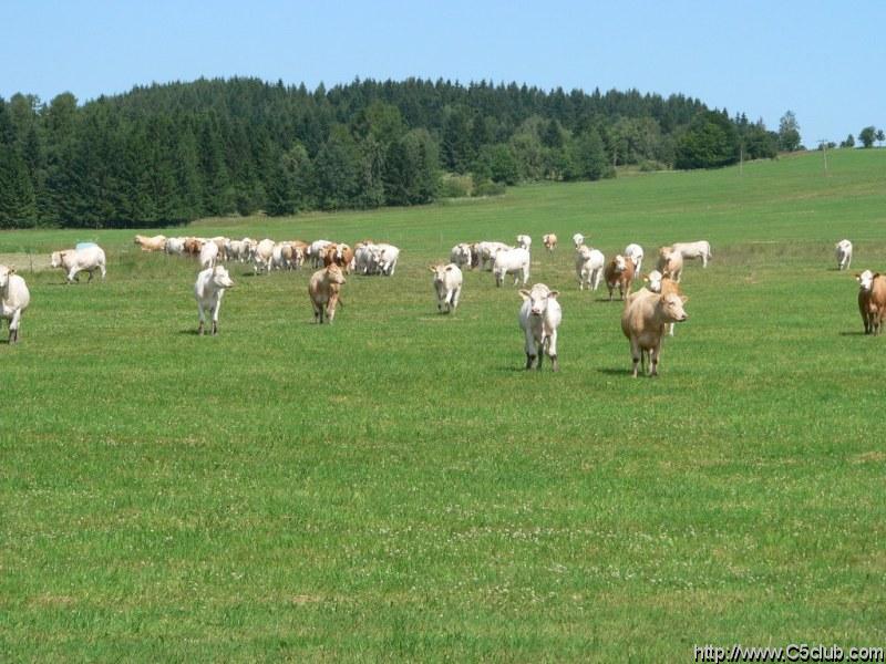 tymto tvorom sa nasa pritomnost silne nepacila a davali to najavo jasnym rucanim