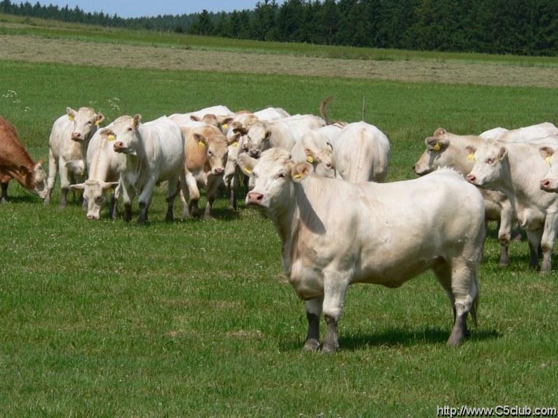 tymto tvorom sa nasa pritomnost silne nepacila a davali to najavo jasnym rucanim